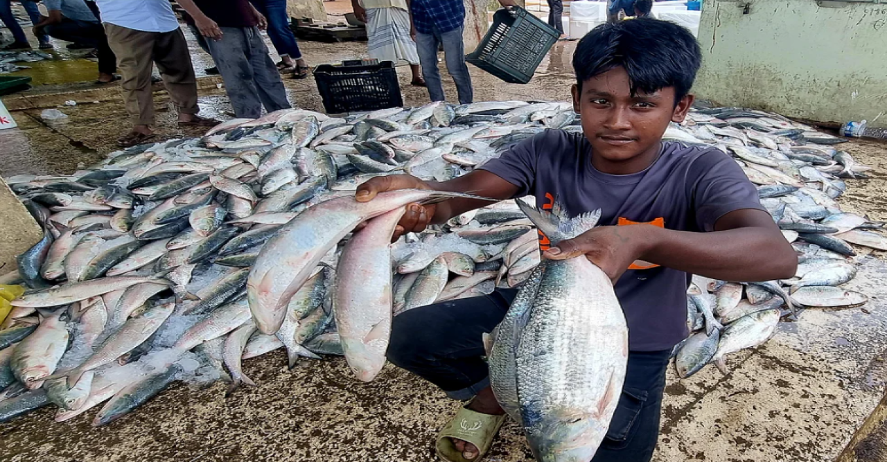 এক ট্রলারে ৩৫ মণ ইলিশ, ১০ লাখে বিক্রি