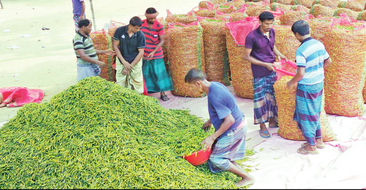 মহাস্থান হাটে ১ কাপ চায়ের দামে ১ কেজি কাঁচা মরিচ